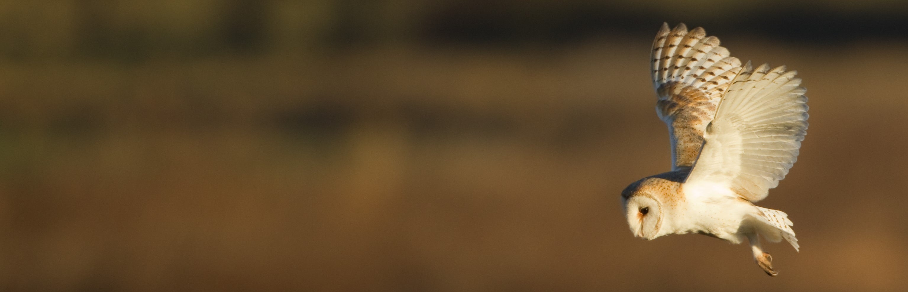 Barn owl in flight by Danny Green/2020VISION