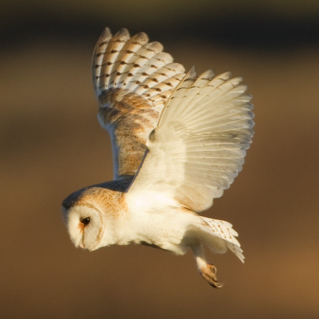 Barn owl in flight by Danny Green/2020VISION