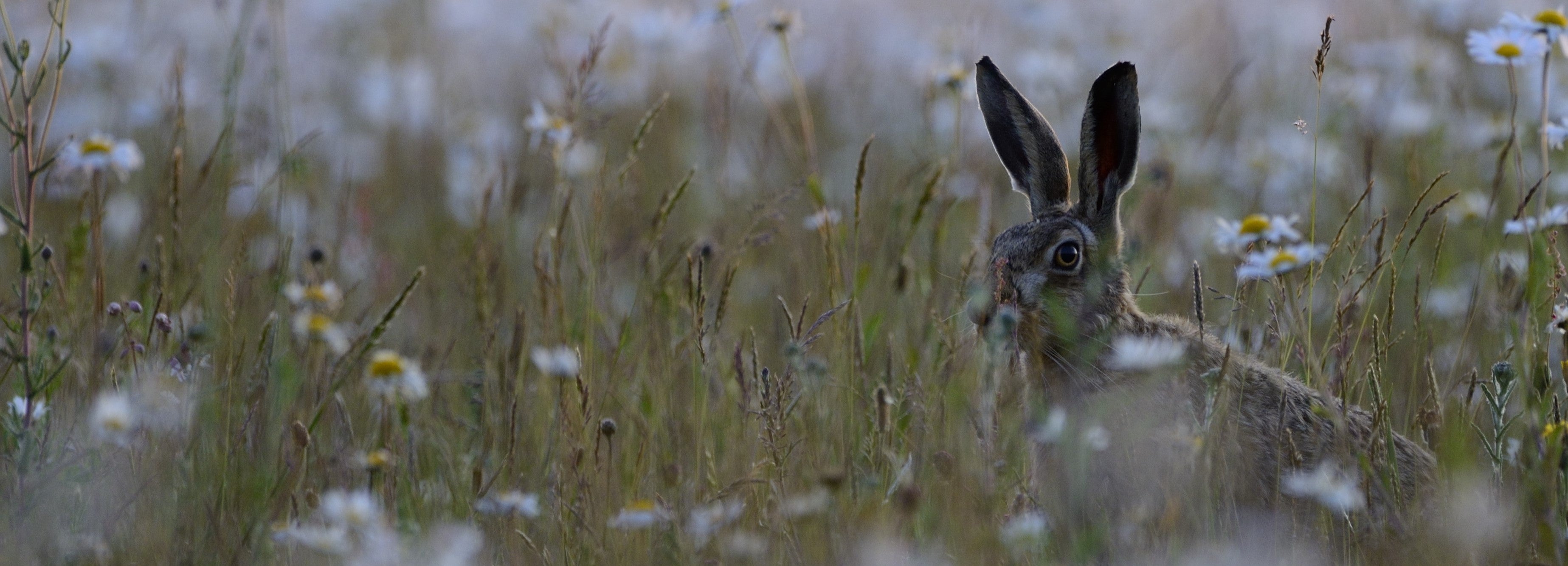 Brown hare peeking out of wildflowers by David Tipling/2020VISION