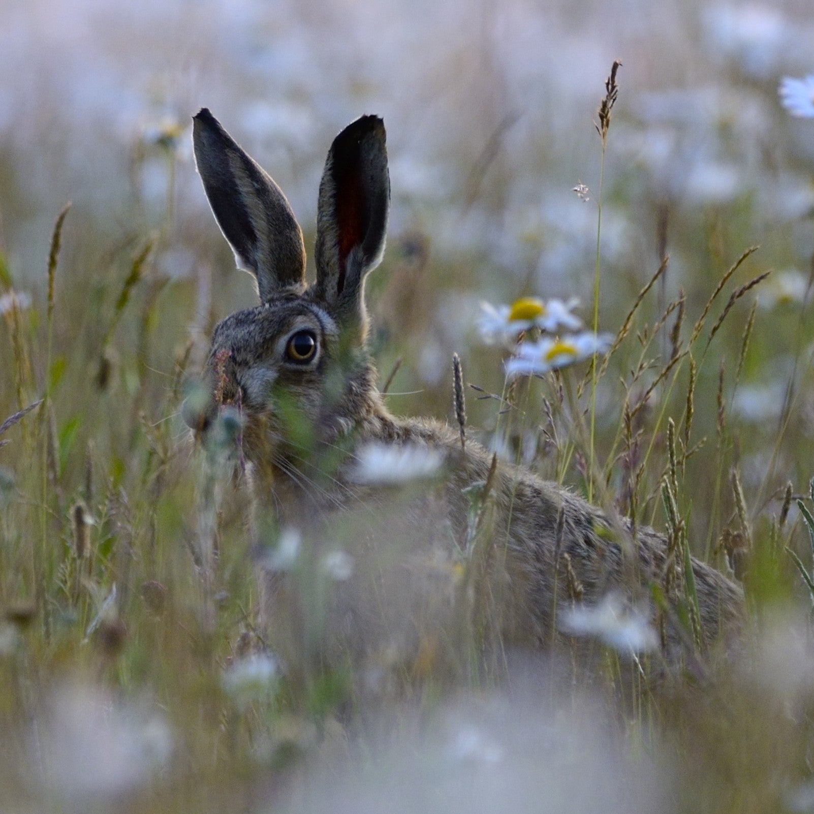 Brown hare peeking out from wildflowers by David Tipling/2020VISION
