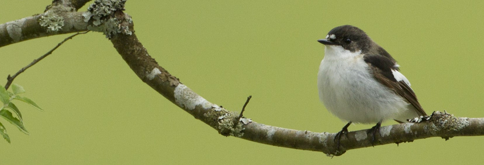 Pied flycatcher by Mark Hamblin/2020VISION
