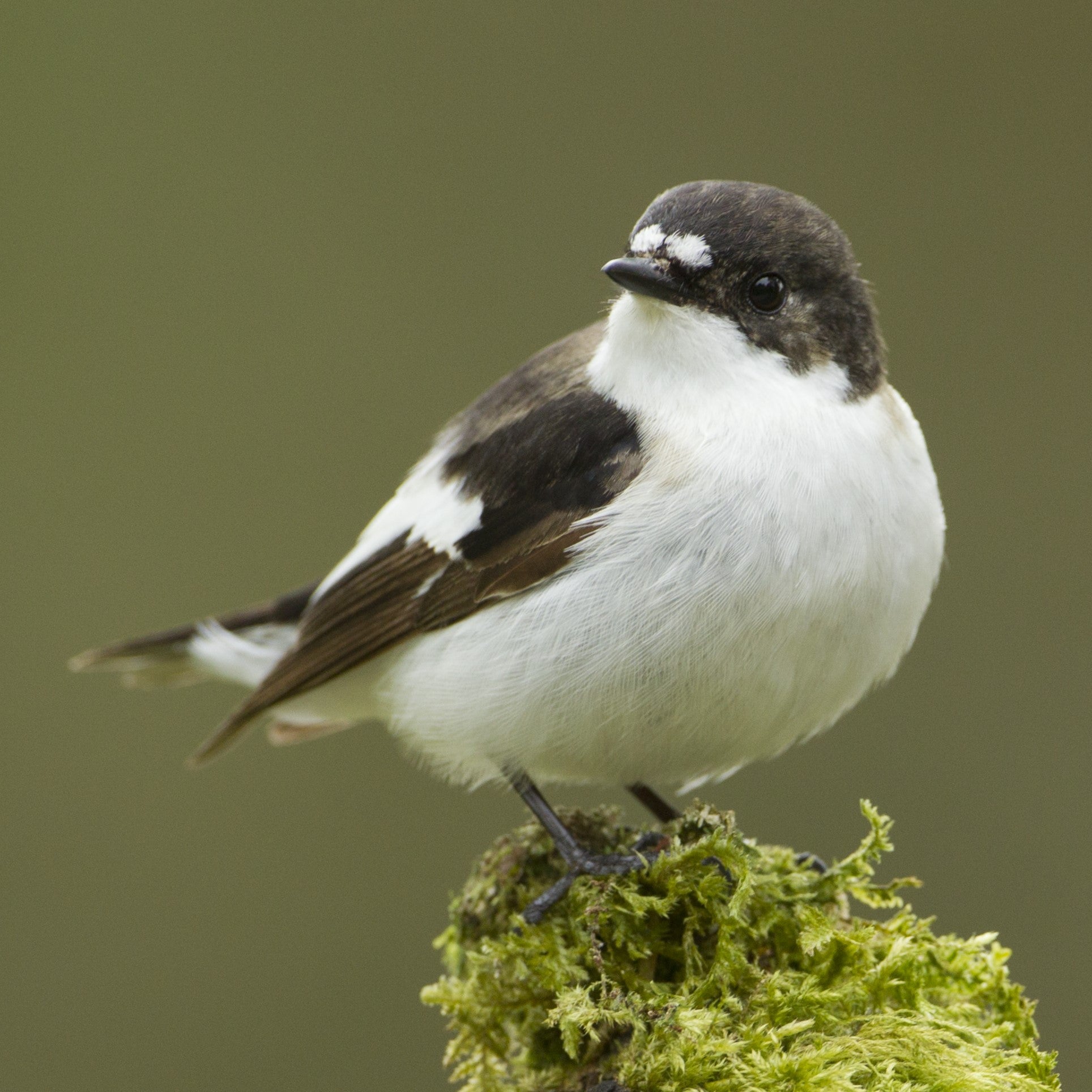 A pied flycatcher by Mark Hamblin/2020VISION
