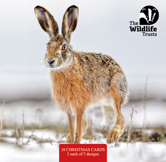 The Wildlife Trust Christmas cards; 120mm (2025 stock)