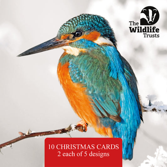 Wildlife Christmas Cards 153mm - 2025 design, mixed pack of 10