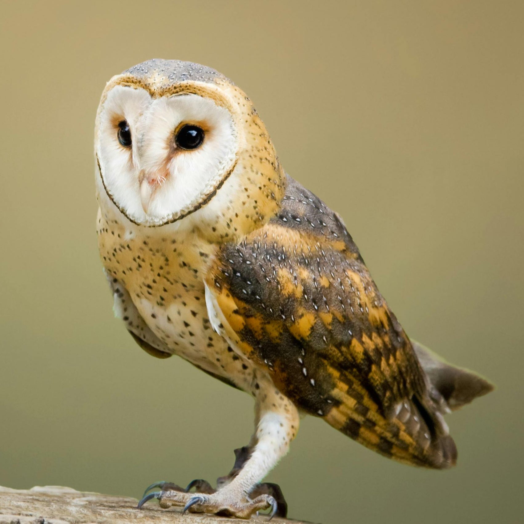 Barn owl perched on a branch with a blurred brown background