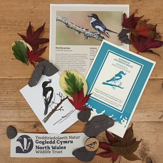 Sponsor a pied flycatcher