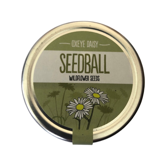 SEEDBALL - Oxeye Daisy